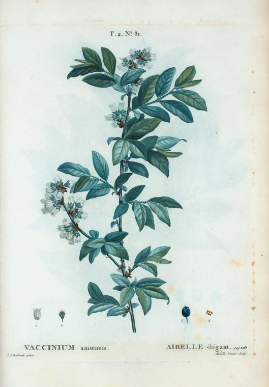 vaccinium amoenum (airelle elegant)