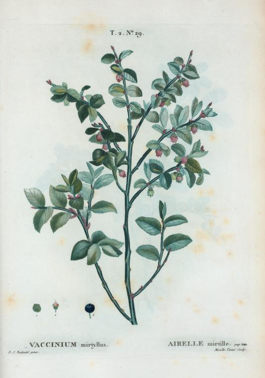 vaccinium mirtyllus (airelle mirtille)