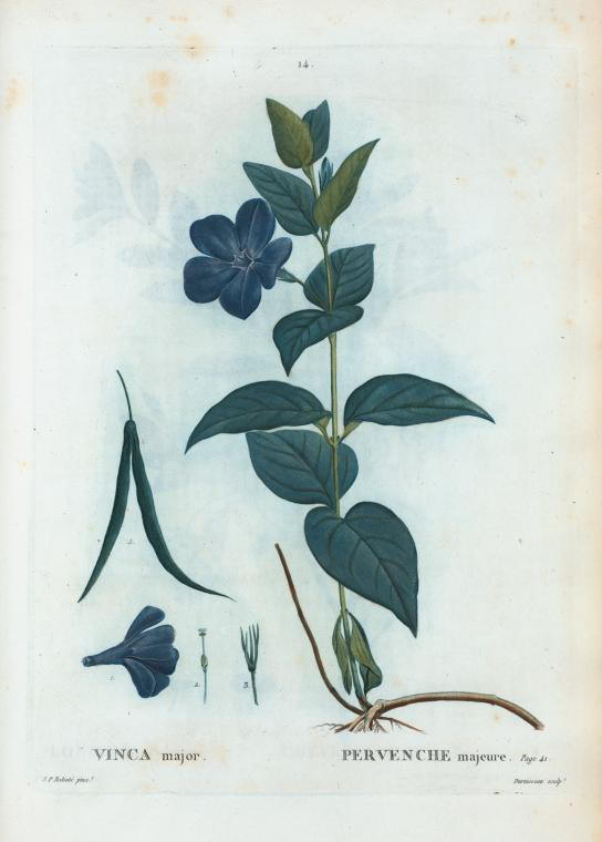 vinca major (pervenche majeure)