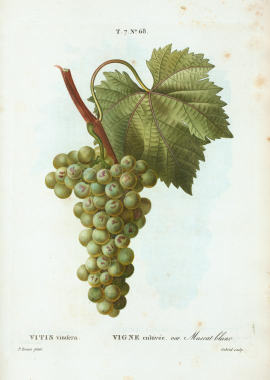 vitis vinifera (vigne cultivée var muscat blanc)