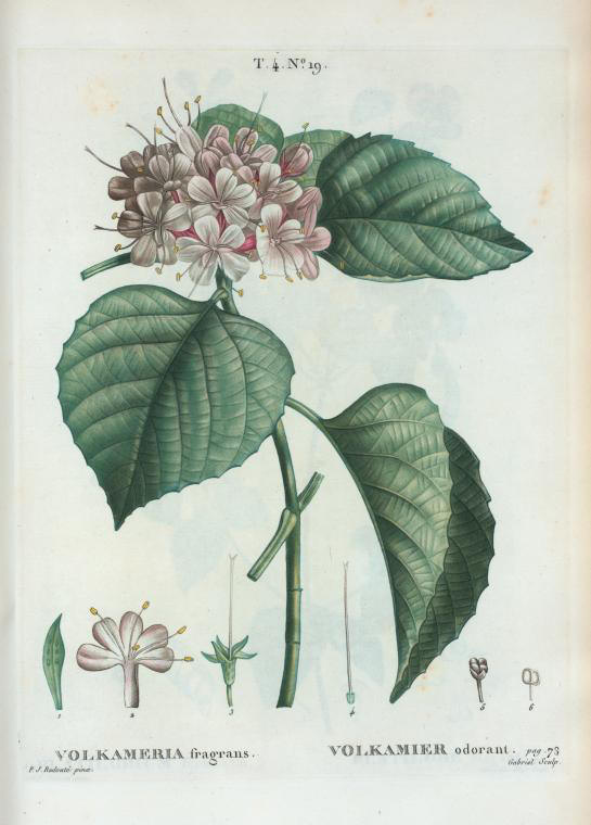 volkameria fragrans (volkamier odorant)