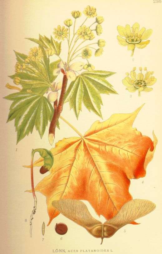 Acer platanoides