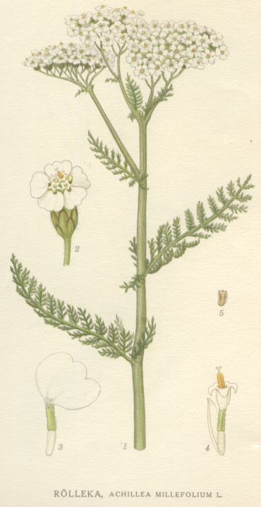 Achillea millefolium
