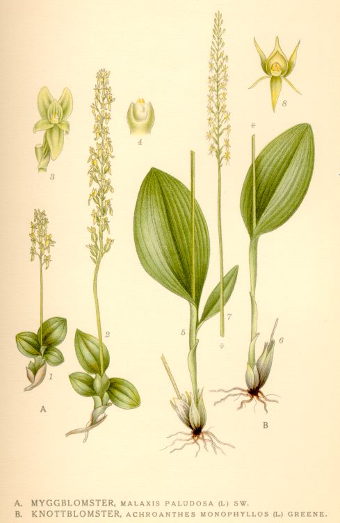 Achroanthes monophyllos