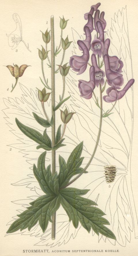 Aconitum_septentrionale