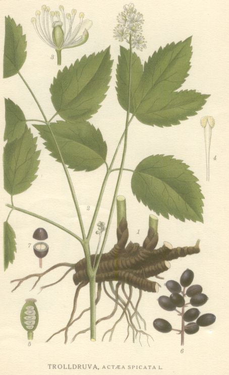 Actaea spicata