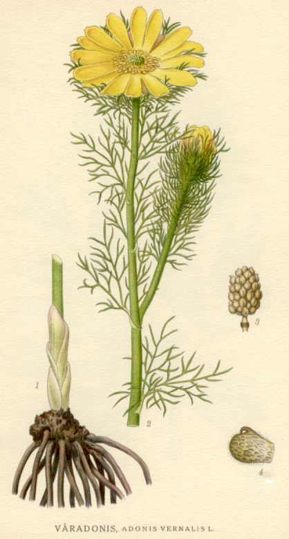 Adonis vernalis