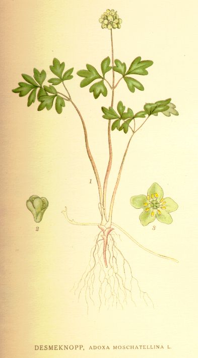 Adoxa moschatellina