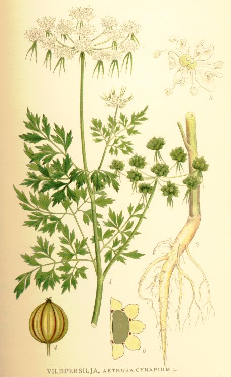 Aethusa_cynapium