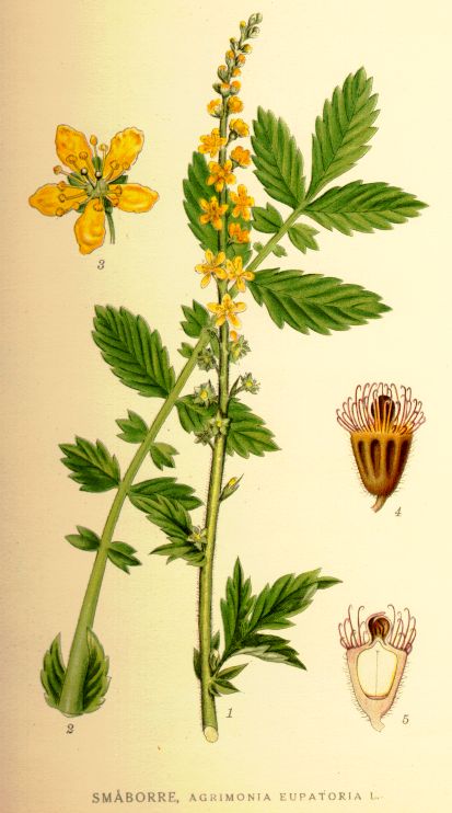 Agrimonia eupatoria