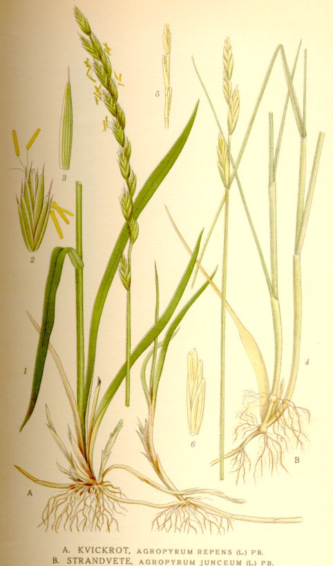 Agropyrum_junceum