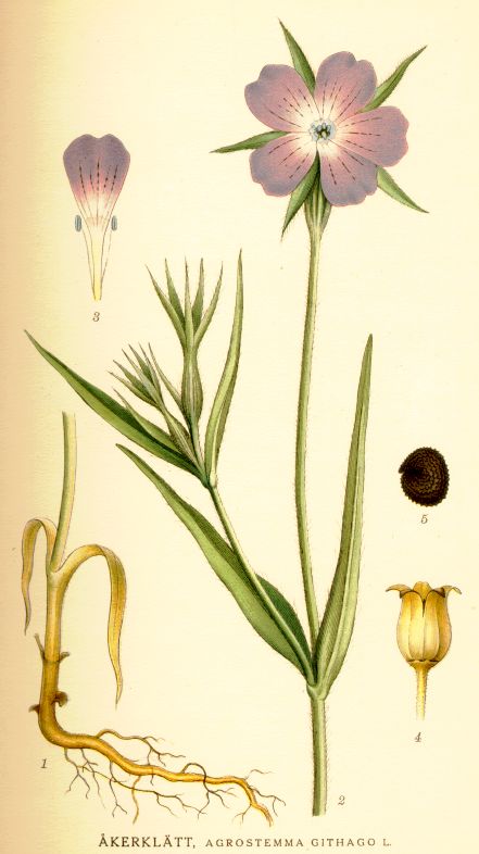 Agrostemma githago