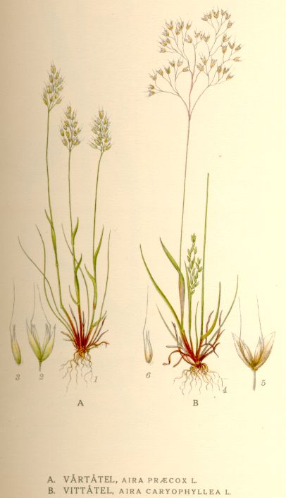 Aira praecox