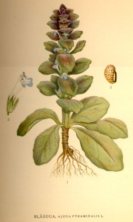 Ajuga pyramidalis
