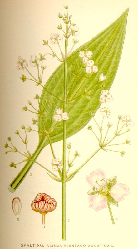 Alisma plantago-aquatica