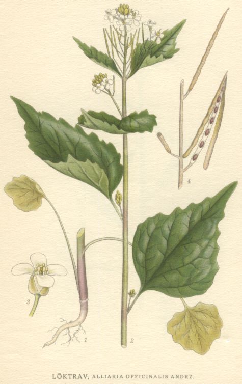 Alliaria officinalis