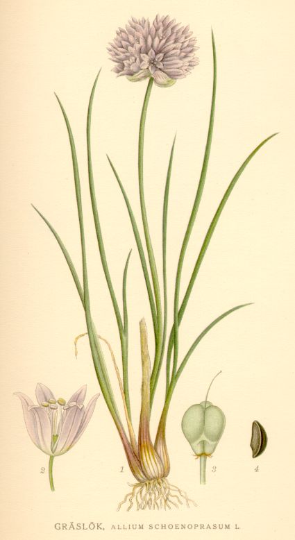 Allium schoenoprasum