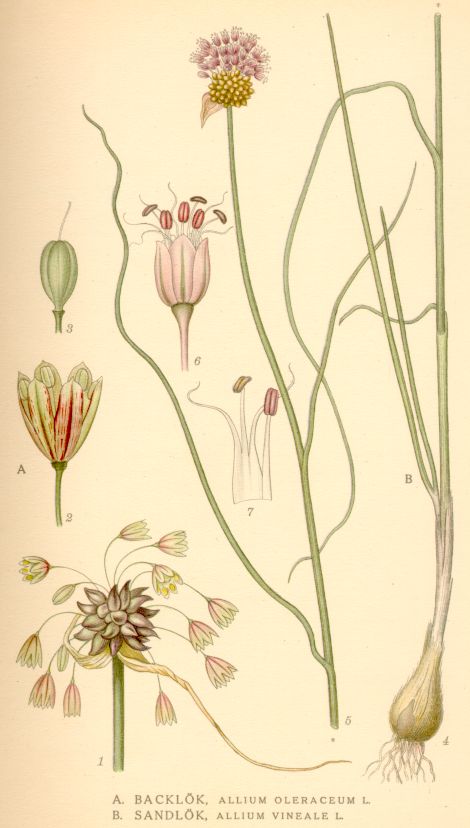 Allium vineale
