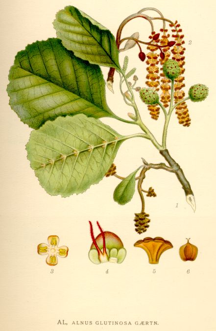 Alnus glutinosa