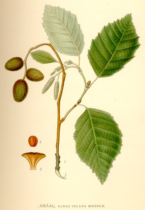 Alnus incana