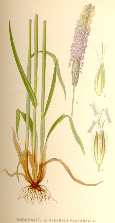 Alopecurus pratensis