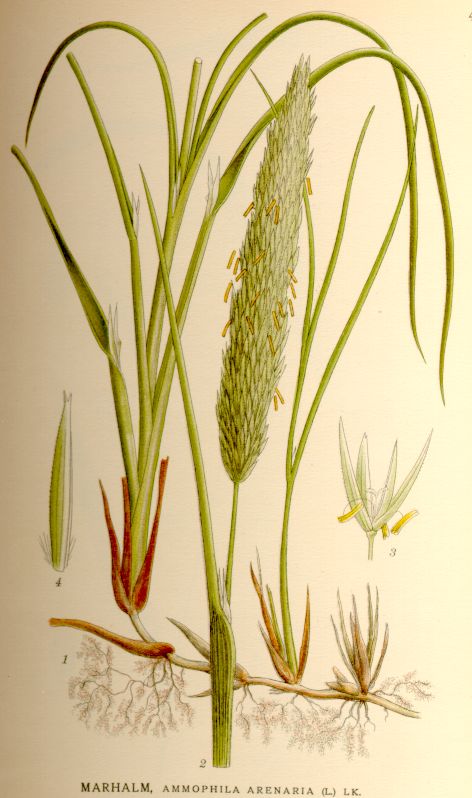 Ammophila arenaria