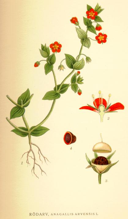 Anagallis arvensis