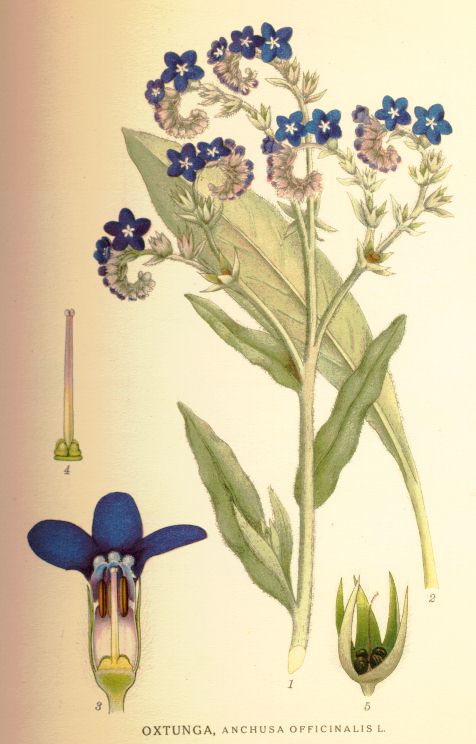 Anchusa officinalis