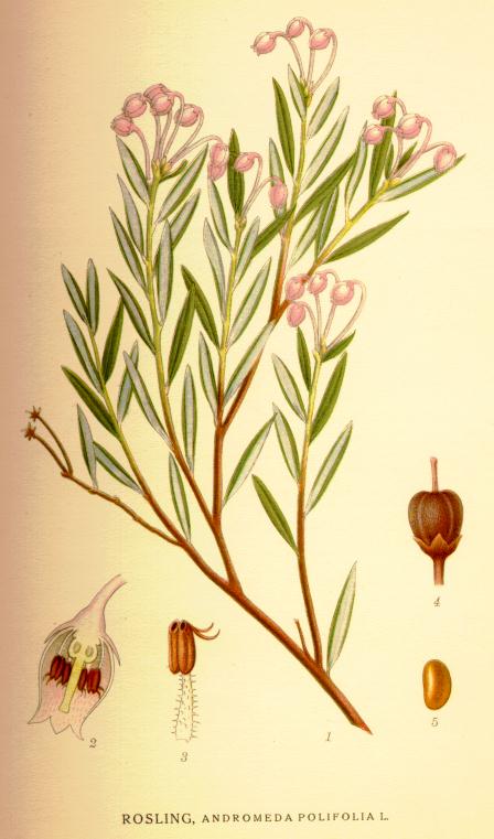 Andromeda polifolia