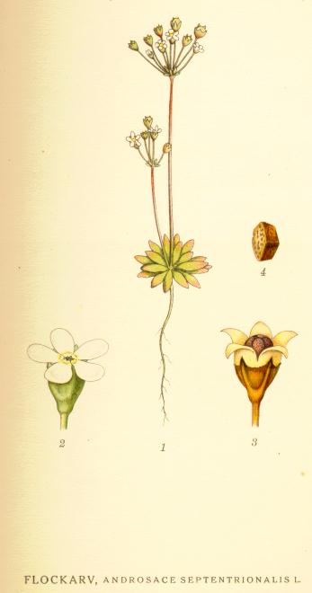 Androsace septentrionalis