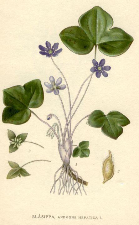 Anemone hepatica