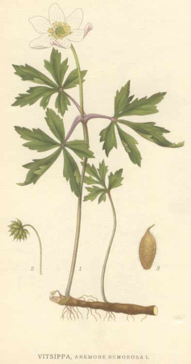 Anemone nemorosa