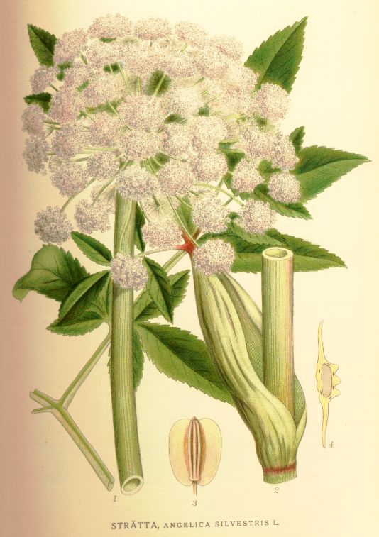 Angelica silvestris