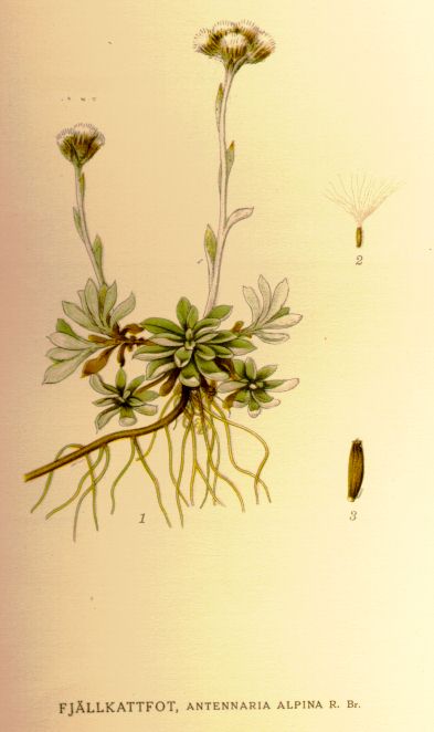 Antennaria alpina