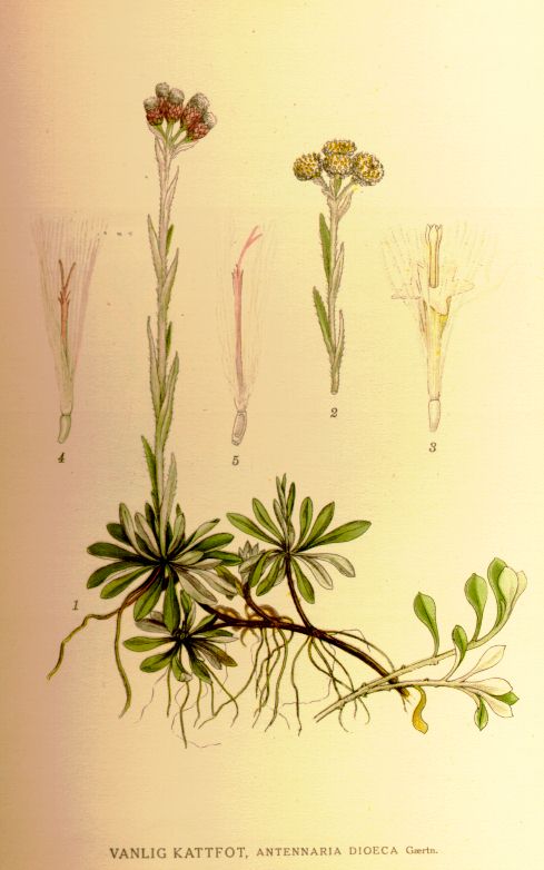 Antennaria dioeca