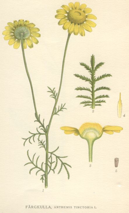 Anthemis tinctoria