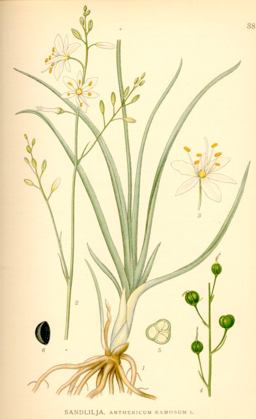 Anthericum ramosum