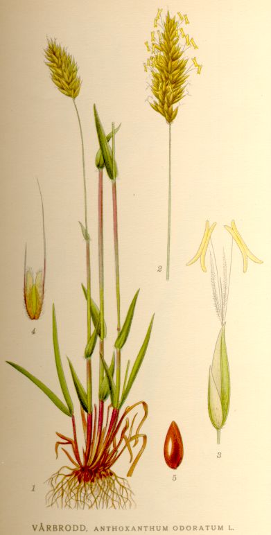 Anthoxanthum odoratum