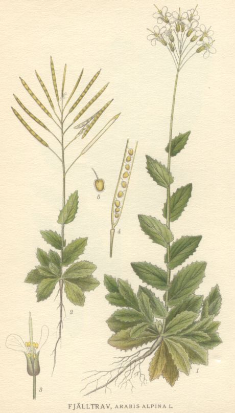 Arabis alpina