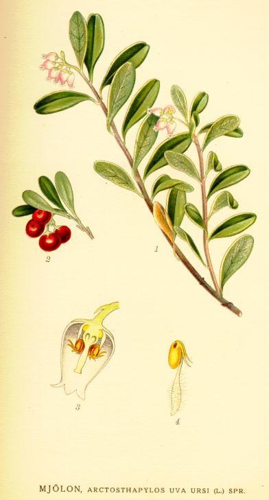 Arctostaphylos uva ursi