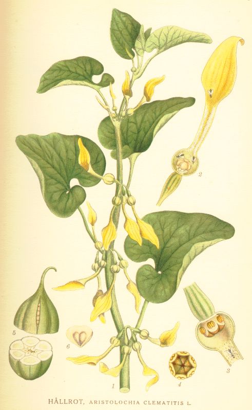 Aristolochia clematitis
