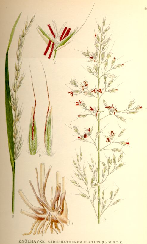 Arrhenatherum_elatius