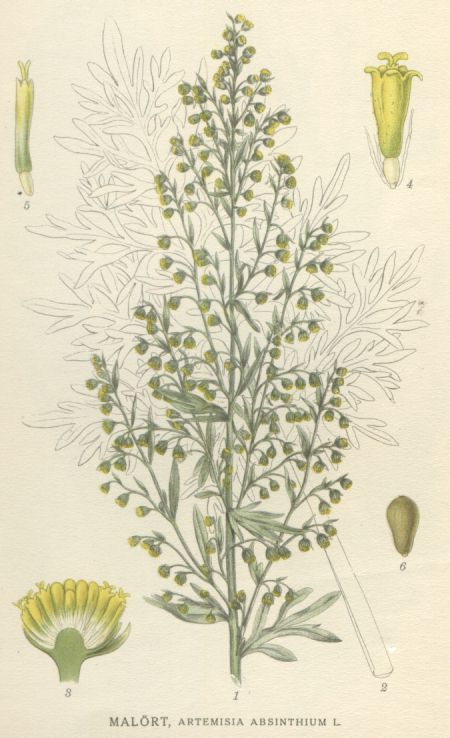 Artemisia absinthium