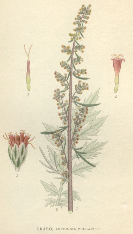 Artemisia vulgaris