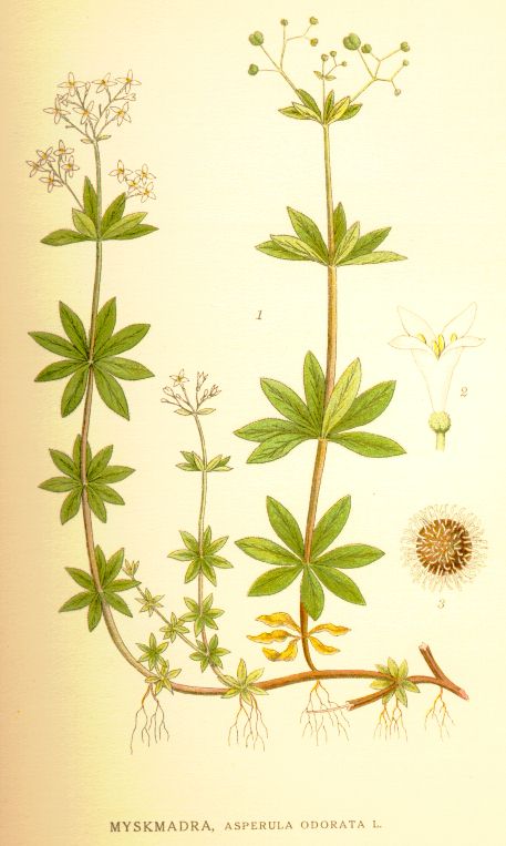 Asperula odorata