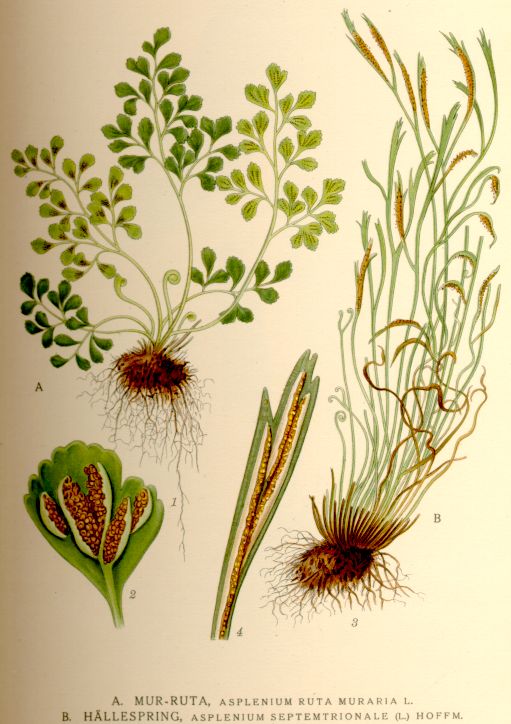 Asplenium ruta muraria