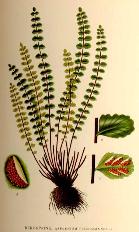 Asplenium trichomanes