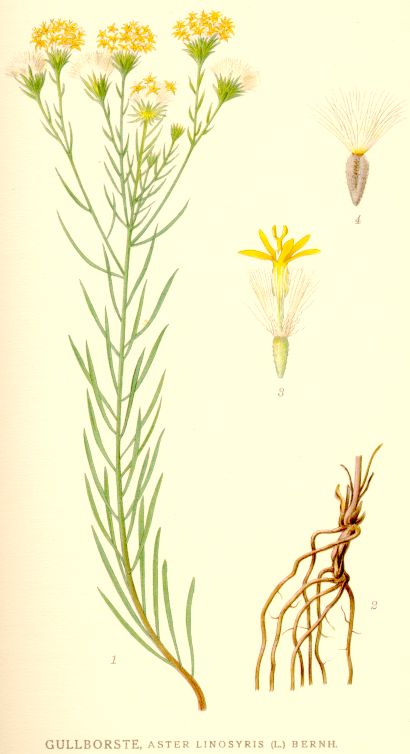 Aster linosyris