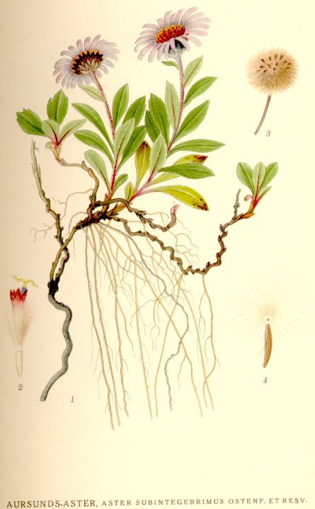 Aster subintegerrimus