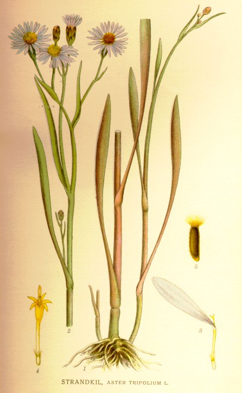 Aster tripolium